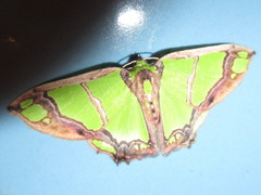 Agathia carissima