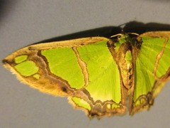 Agathia carissima