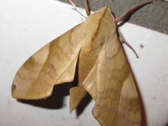 Clanis bilineata