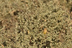 Epthianura aurifrons