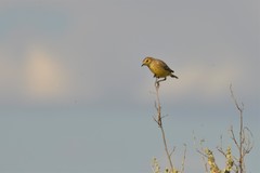 Epthianura aurifrons