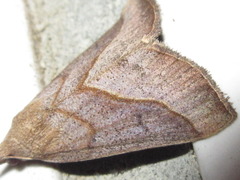 Hypena kengkalis