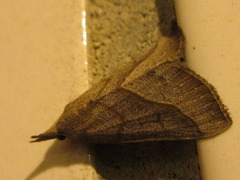 Hypena kengkalis