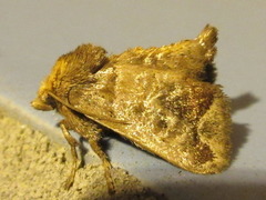 Phlossa conjuncta