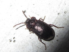Anaedus mroczkowskii