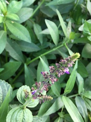 Coleus monostachyus