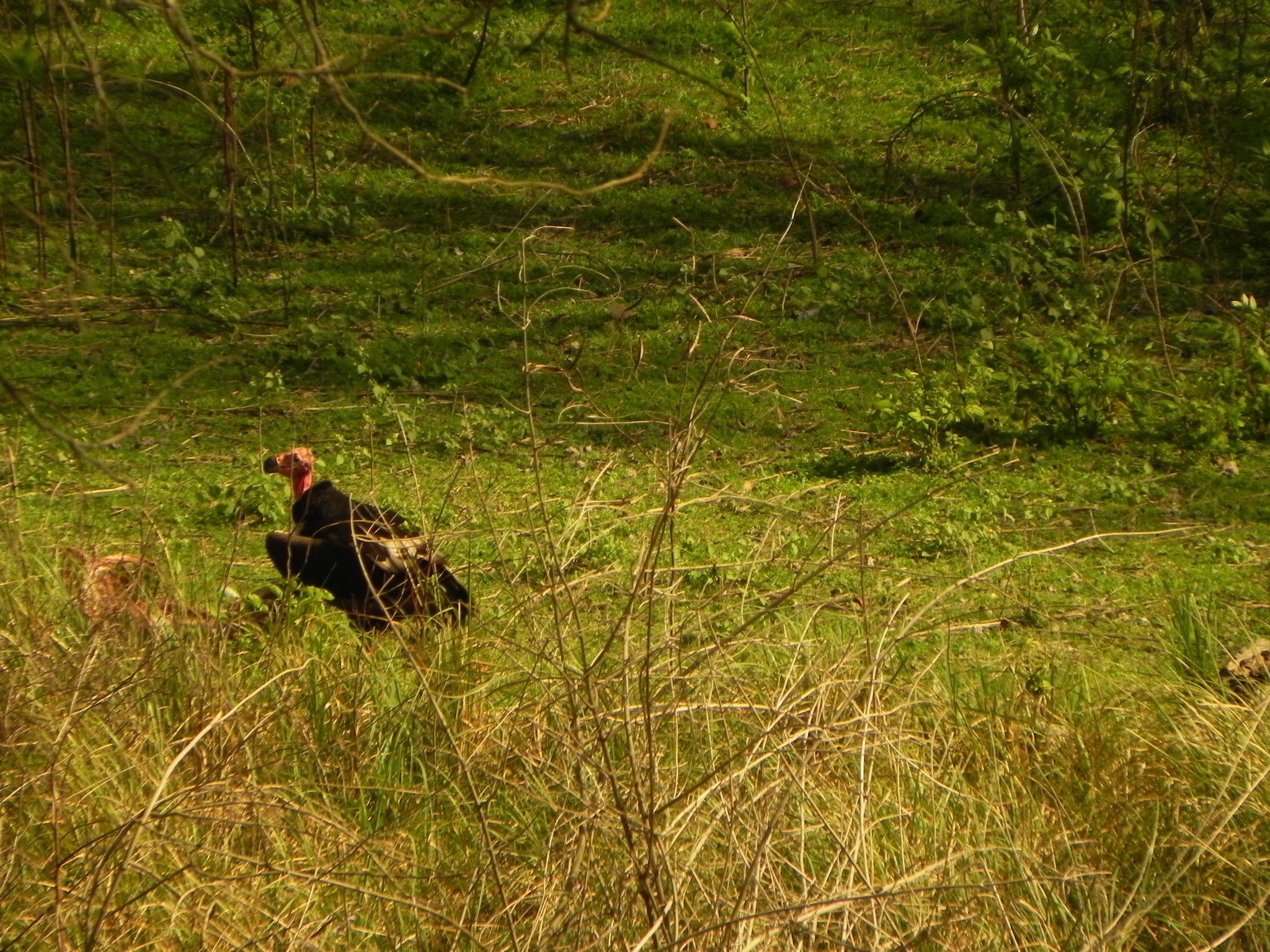 Red-headed Vulture
