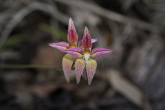 Caladenia × spectabilis