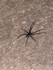 Pisaurina