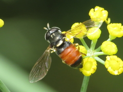 Paragus bicolor