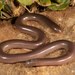 Bibron's Blind Snake - Photo (c) Tyrone Ping, some rights reserved (CC BY-NC), uploaded by Tyrone Ping