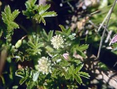 Acaena montana