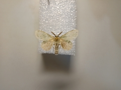 Benbowia takamukuanus