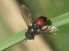 Paragus