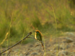 Merops orientalis