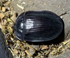 Pterohelaeus