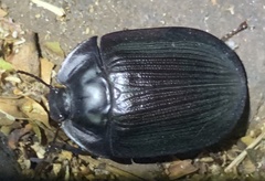 Pterohelaeus