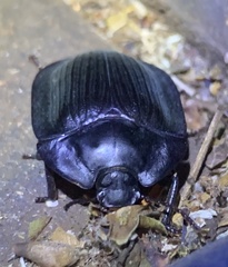 Pterohelaeus