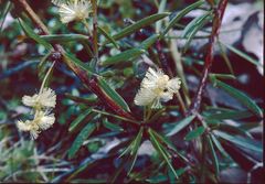 Acacia riceana