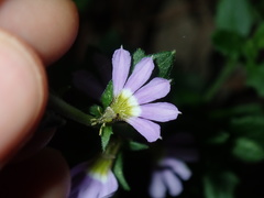 Scaevola albida