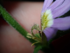 Scaevola albida