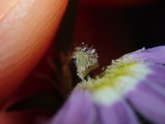 Scaevola albida