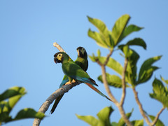 Primolius auricollis