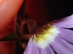 Scaevola albida