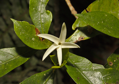 Atractocarpus benthamianus