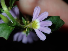 Scaevola albida