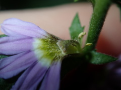 Scaevola albida
