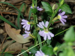 Scaevola albida