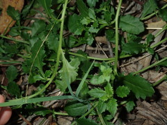 Scaevola albida