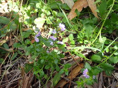 Scaevola albida