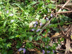 Scaevola albida