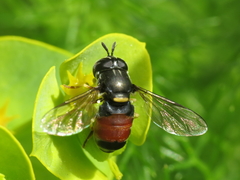 Paragus bicolor