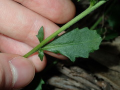 Scaevola albida
