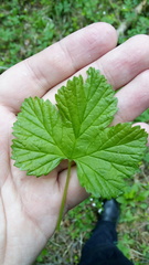 Rubus humulifolius