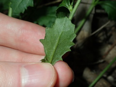 Scaevola albida