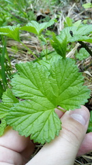 Rubus humulifolius