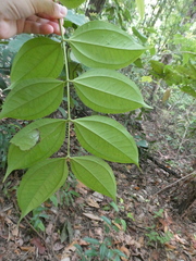 Pternandra coerulescens
