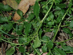 Scaevola albida