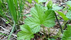 Rubus humulifolius