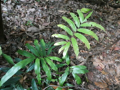 Blechnum finlaysonianum
