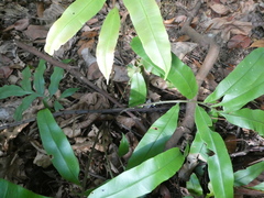 Blechnum finlaysonianum