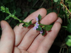 Scaevola albida