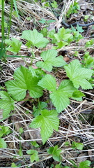 Rubus humulifolius