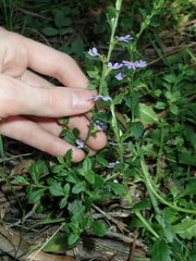 Scaevola albida