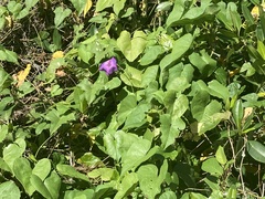 Ipomoea indica