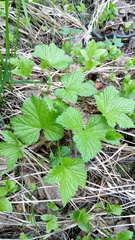 Rubus humulifolius
